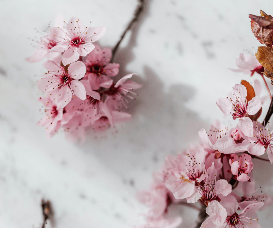 pink flowers